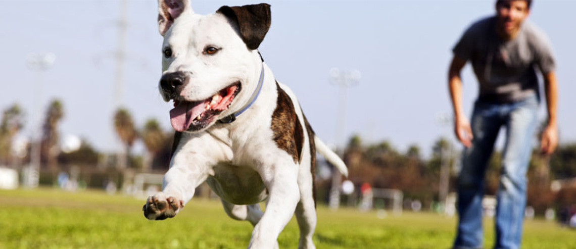 Dog Training Teaching Your Dog The Basics