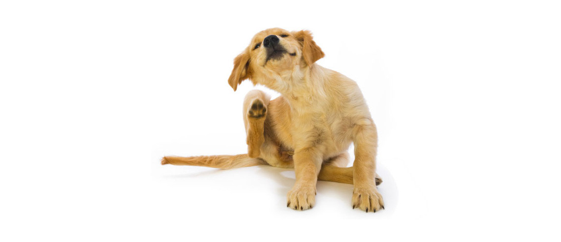 Dog Health Fleas