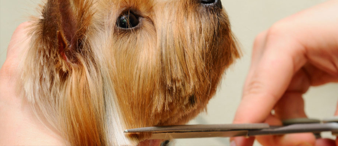Dog Grooming Hair Cuts