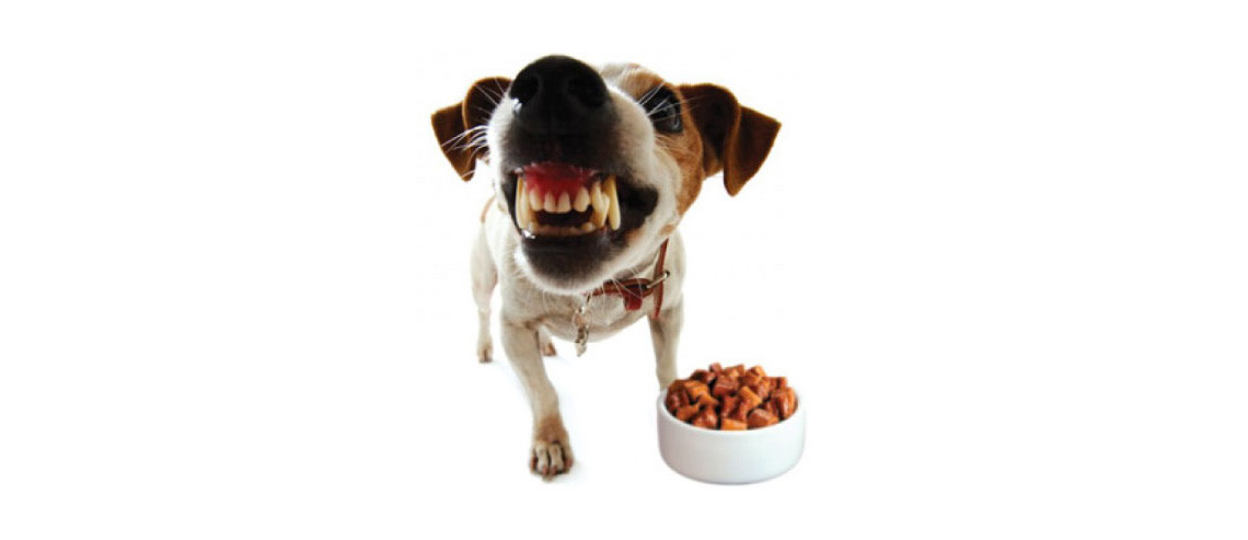 Dog Nutrition - Food Guarding