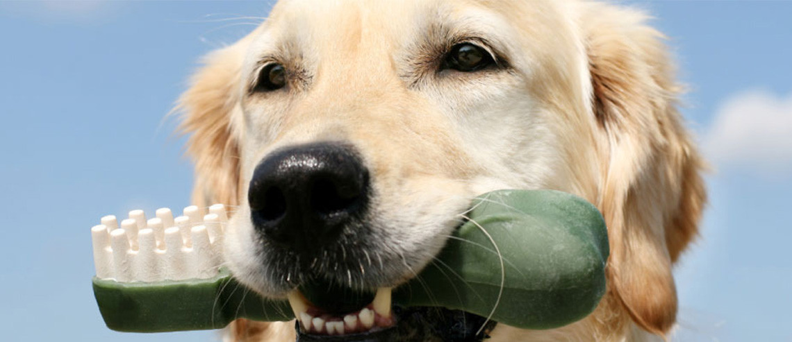 Games To Play With Your Dog