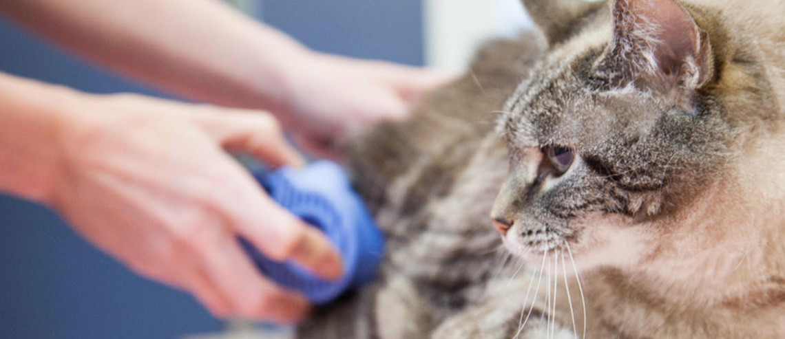 Cat Grooming and Hair Cuts