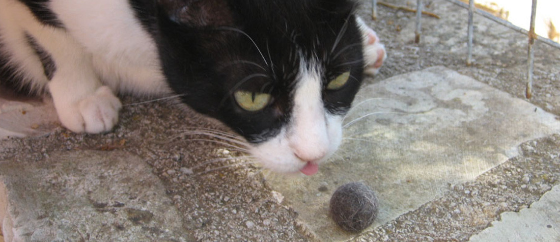 Cat Food for Managing Hairballs