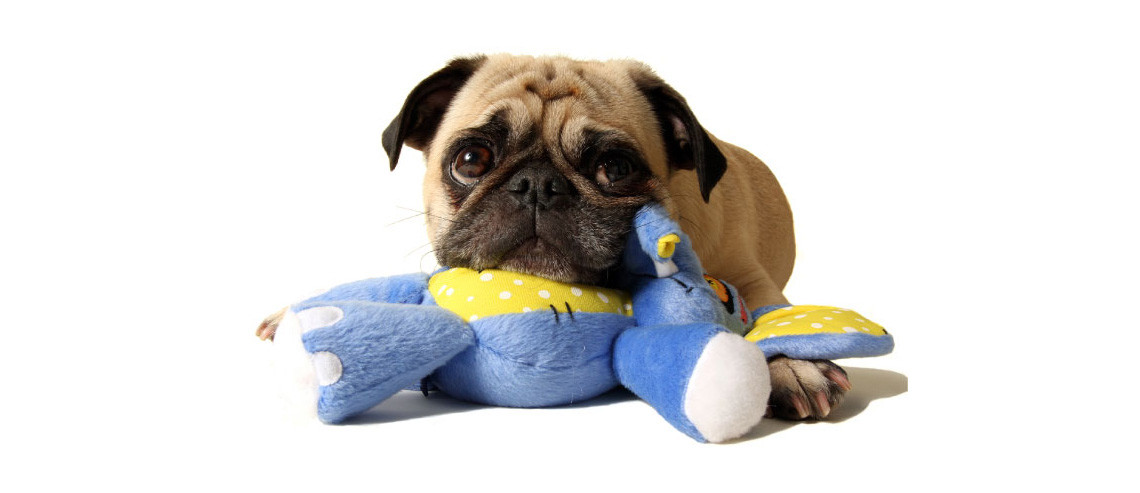 Dog Playtime Home Alone