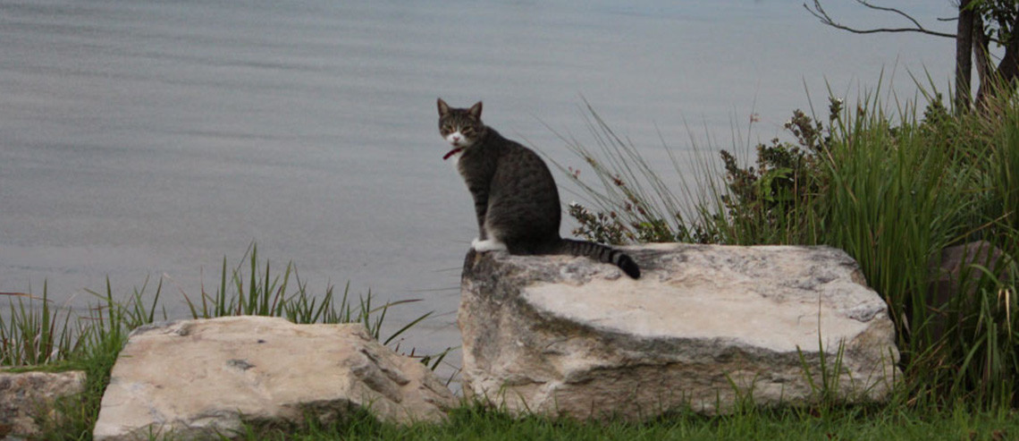 Cat Playtime Indoor Or Outdoor Peto