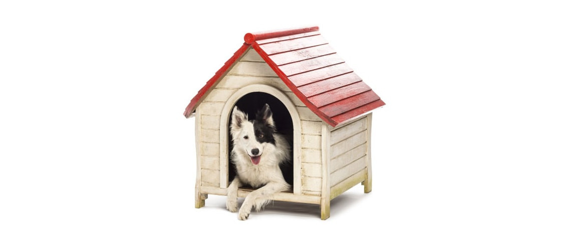 Dog Nutrition - Joint Health