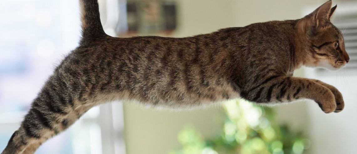 Cat Nutrition For Joint Health