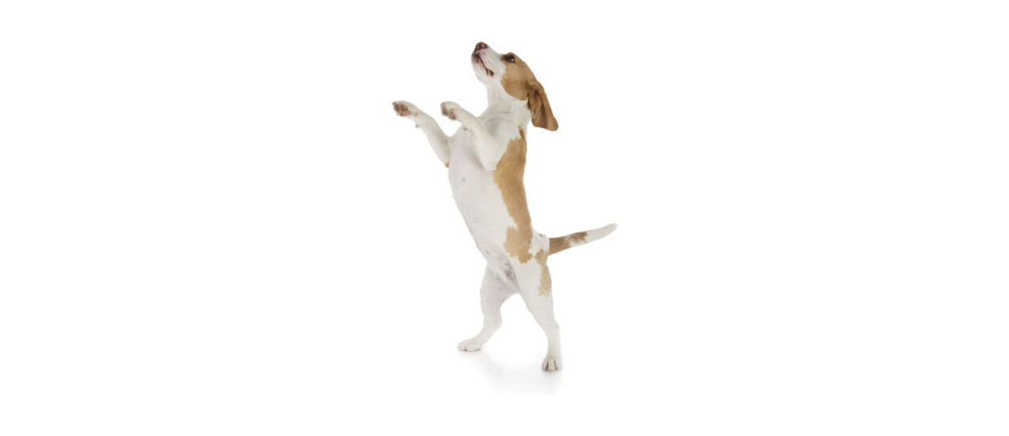 How to Stop Your Dog Jumping