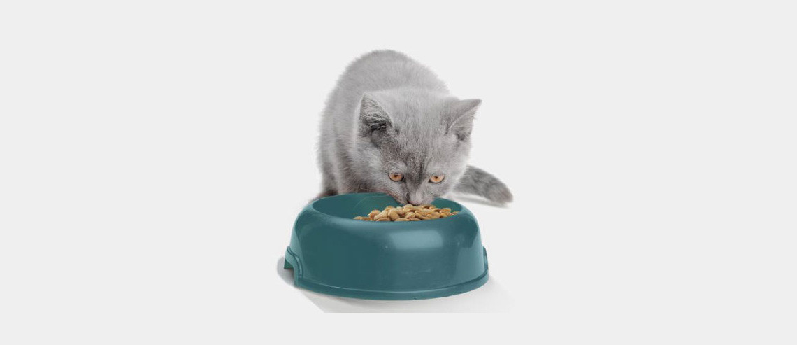 Cat Benefits of Premium Nutrition Kibble