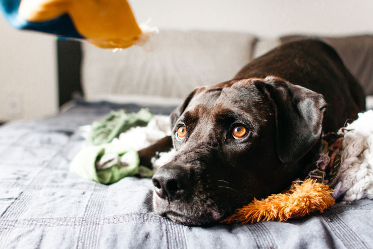 Life After Lockdown - Dealing with separation anxiety in dogs