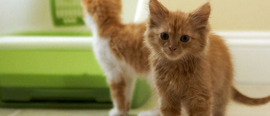 Cat Litter Training a New Kitten