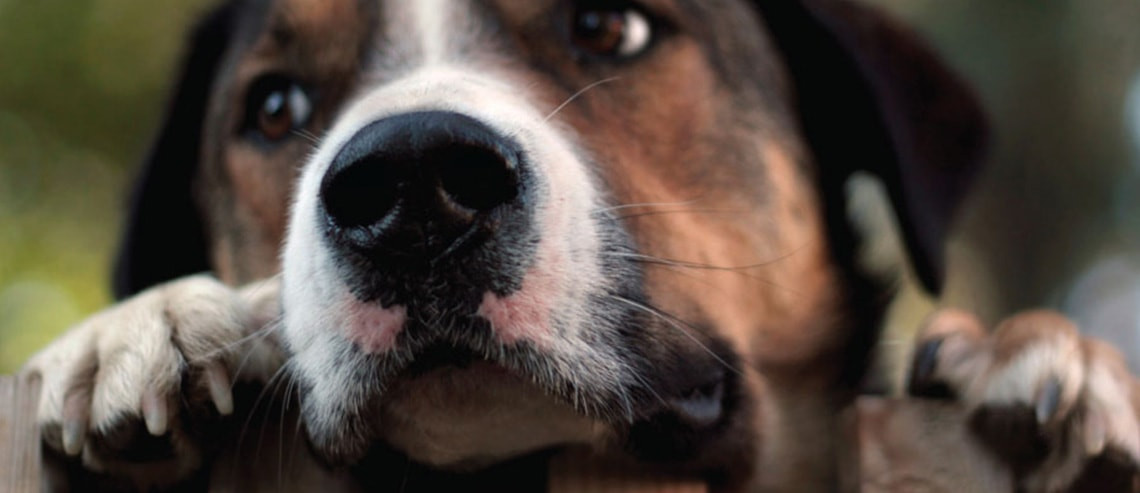 How to Trim Your Dog's Nails