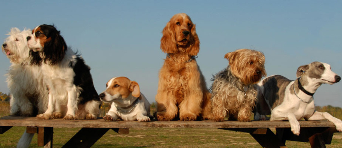 Dog Park Etiquette