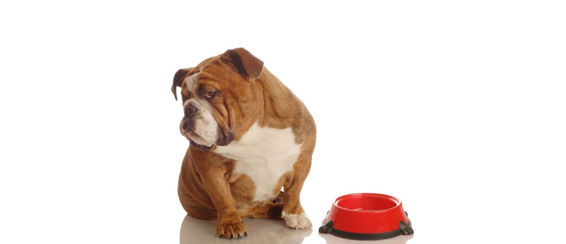 Dog Nutrition - Picky Eaters
