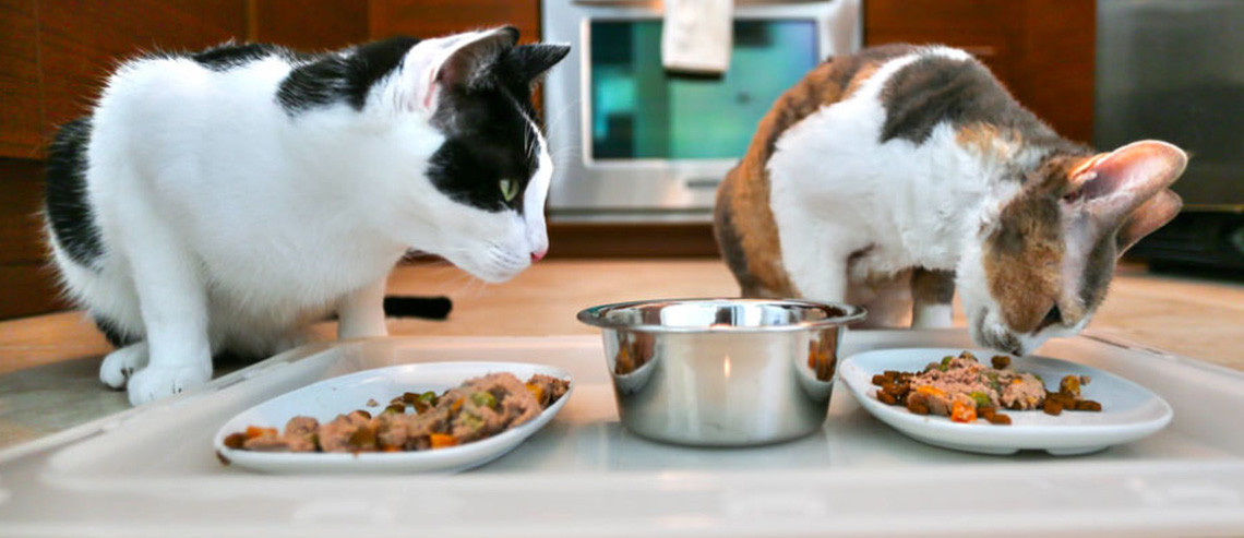 cat food for fussy eaters