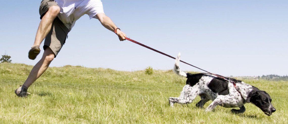 Dog Training Pulling On Lead