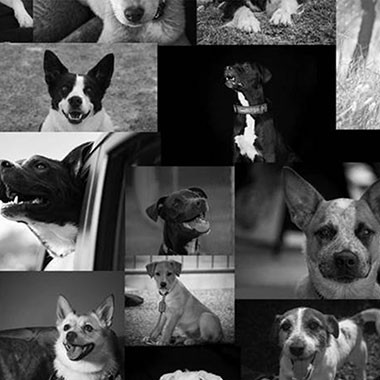 SavourLife & PetO Rescue Challenge
