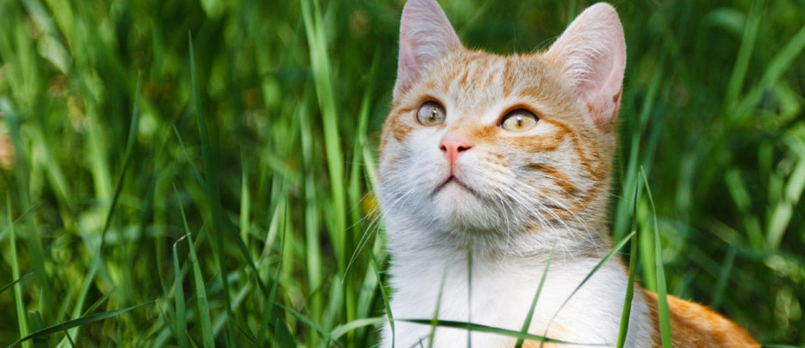 Cat Senior Cat Nutrition