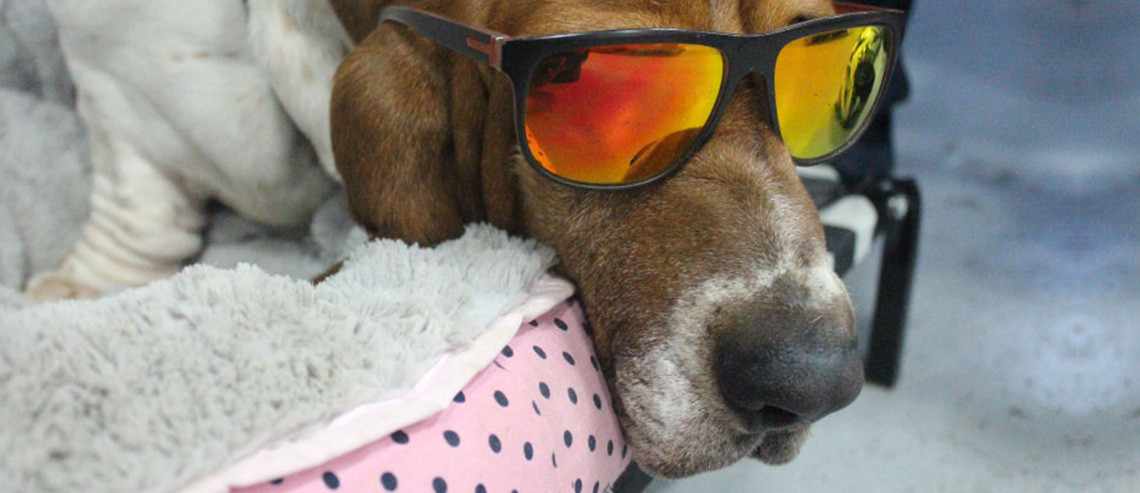 Dog Nutrition - Senior Dogs