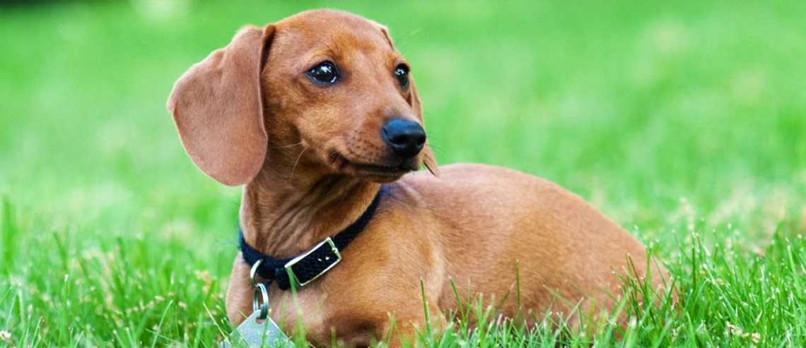 Dog Nutrition - Sensitive Digestion