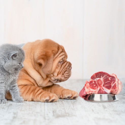 The Benefits of a Holistic Diet for Dogs & Cats