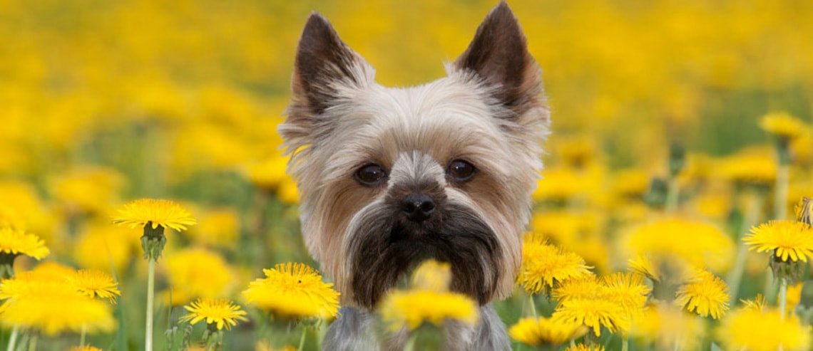 Diet for Skin & Coat Issues in Dogs