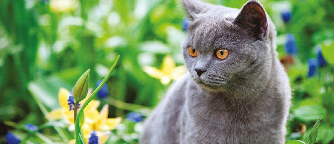 Cat Nutrition for Skin and Coat