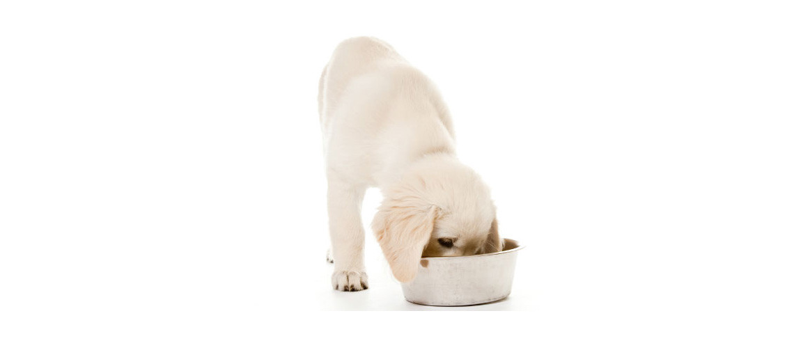 Diets for Small Puppies