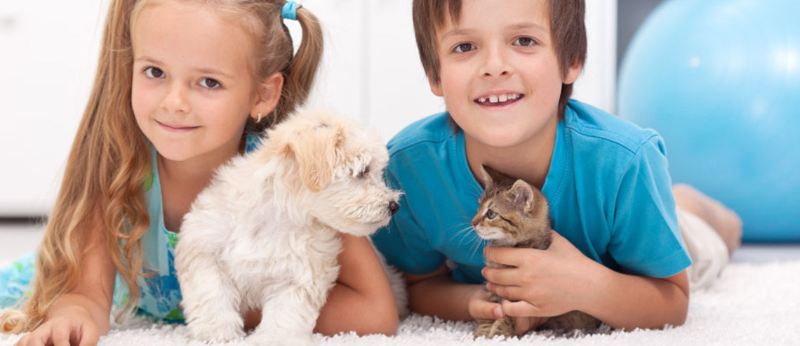 Dog New Puppy Socialisation