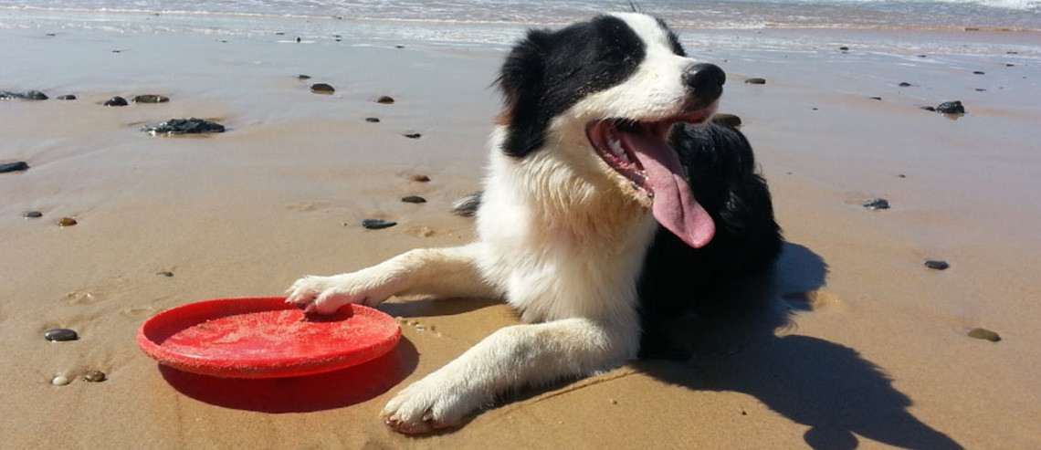 Dog Playtime Sport for Dogs