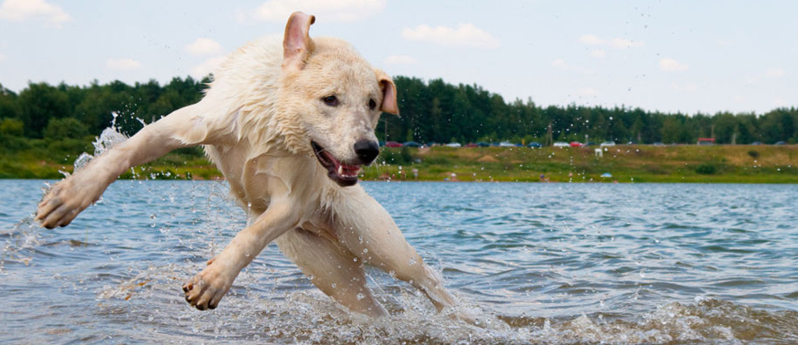 Teaching Your Dog to Swim