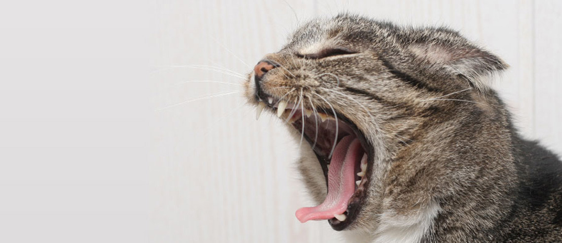 Cat Health Dental