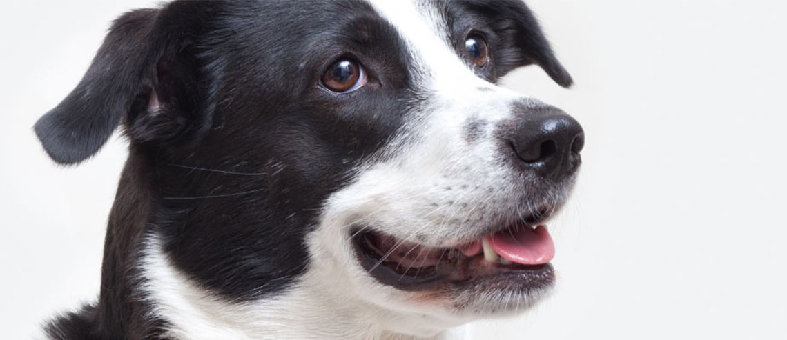 Dog Grooming Teeth