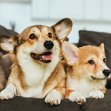 How to make the most of isolation with your pet