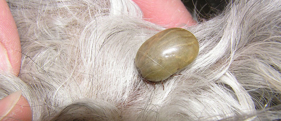 All You Need to Know About Ticks