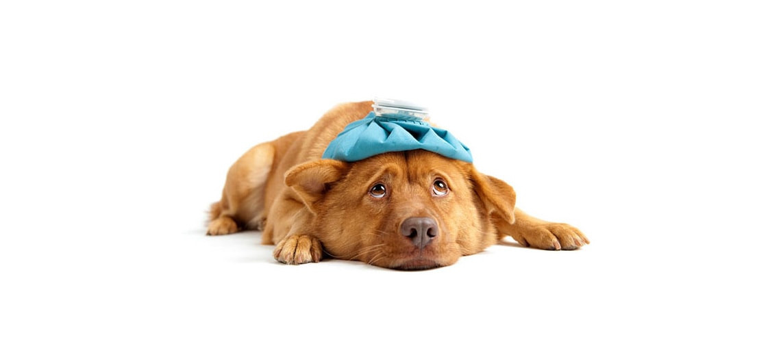 Dog Nutrition - Foods That Are Toxic to Dogs