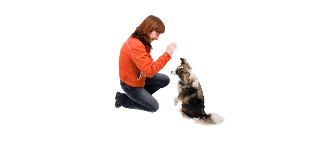 Dog Training Tricks