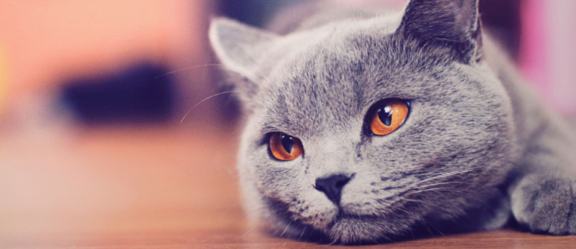 Cat Food for Urinary Health