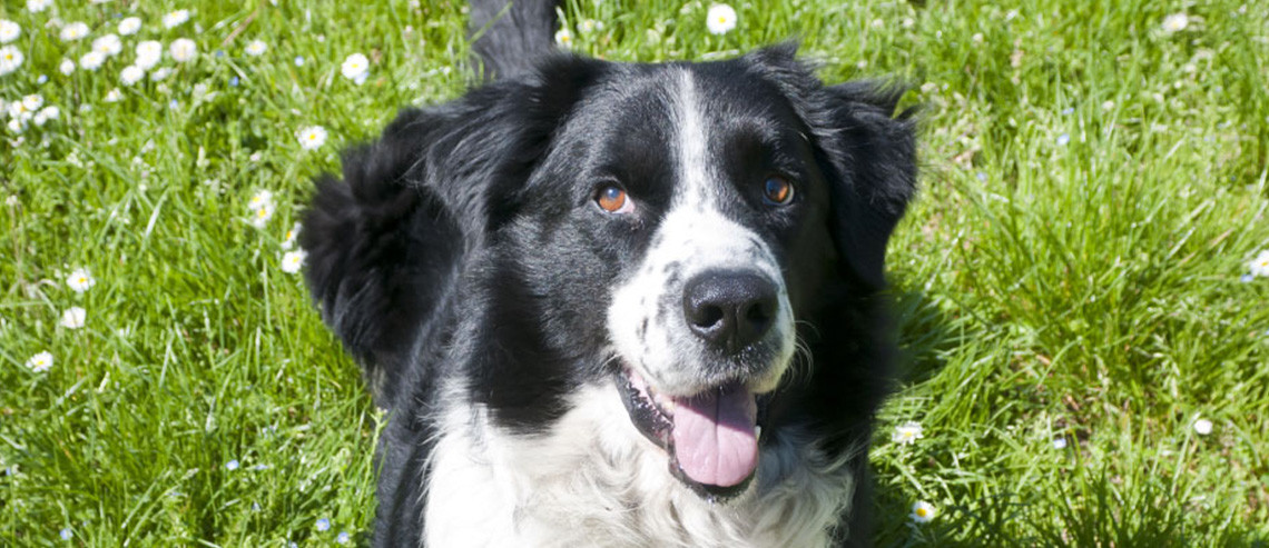 Activities to Try With Your Dog