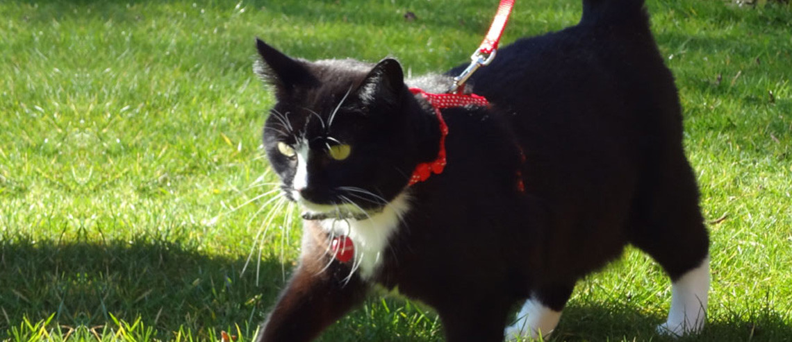 Walking Your Cat on a Lead