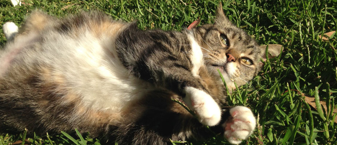Cat Nutrition Weight Management