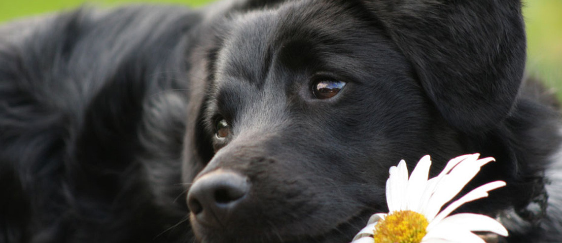 Dog Health Weight Management