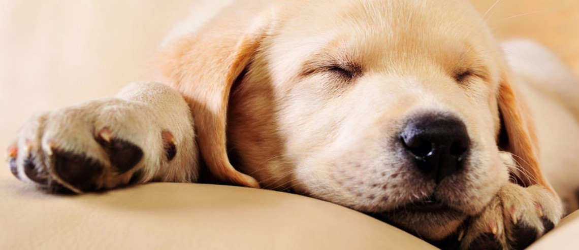 Dog New Puppy Which Breed