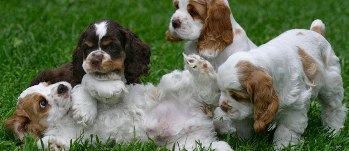 Dog New Puppy Which Puppy