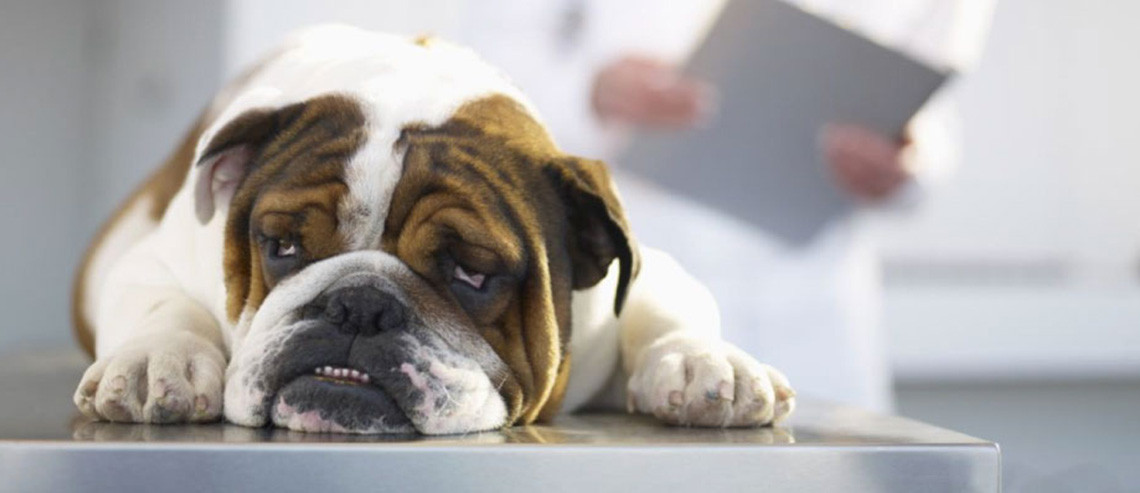 Dog Health Worms