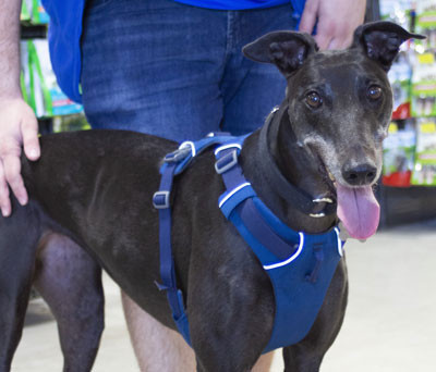 How to Fit a Dog Harness