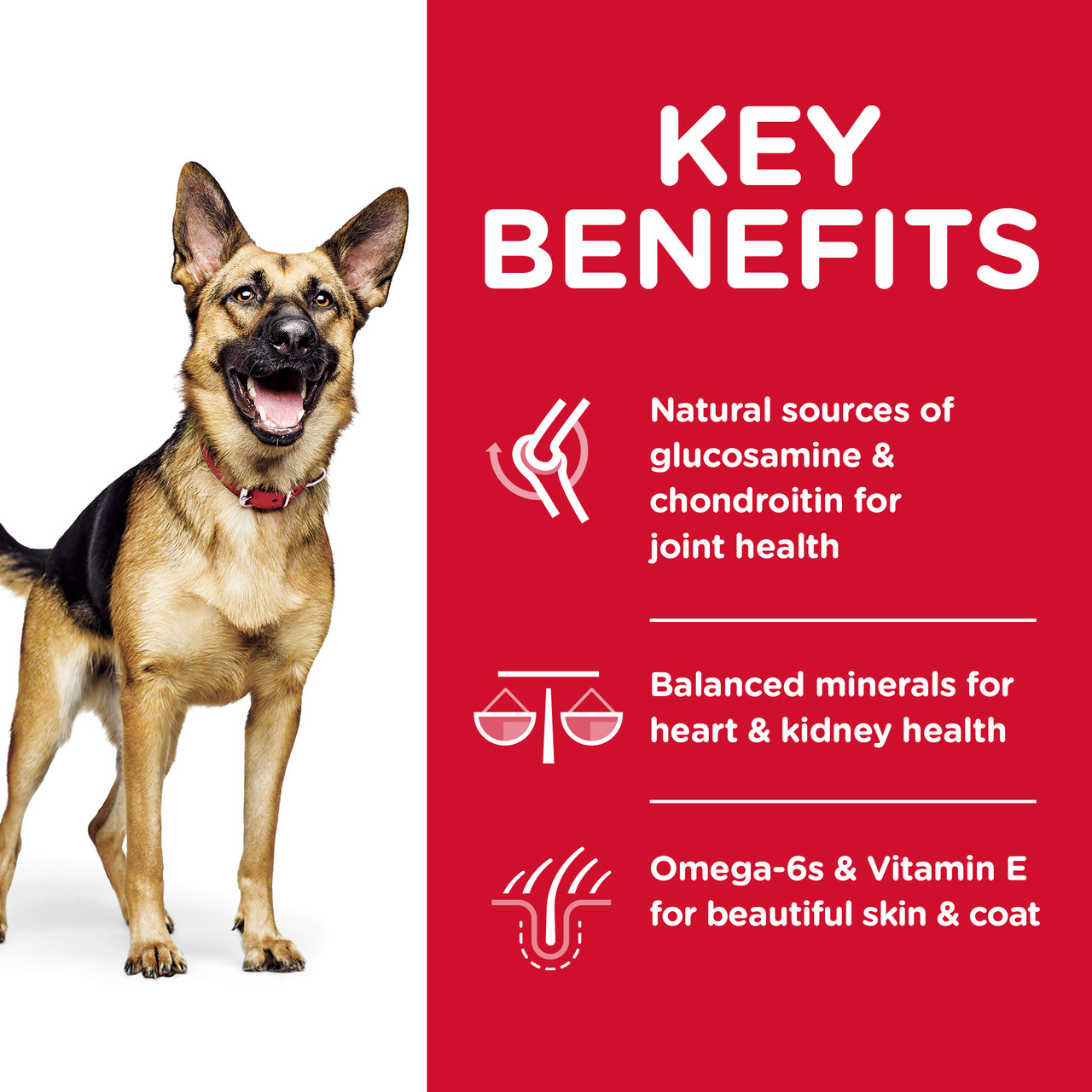 Hill's Science Diet Large Breed Senior Adult 6+ Dry Dog Food