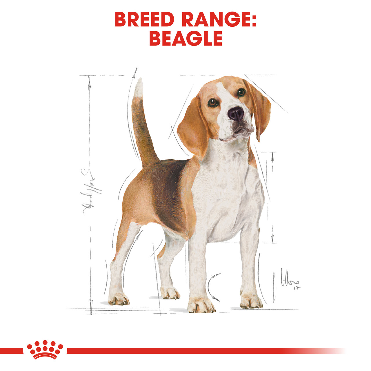 Royal Canin Beagle Adult Dry Dog Food1
