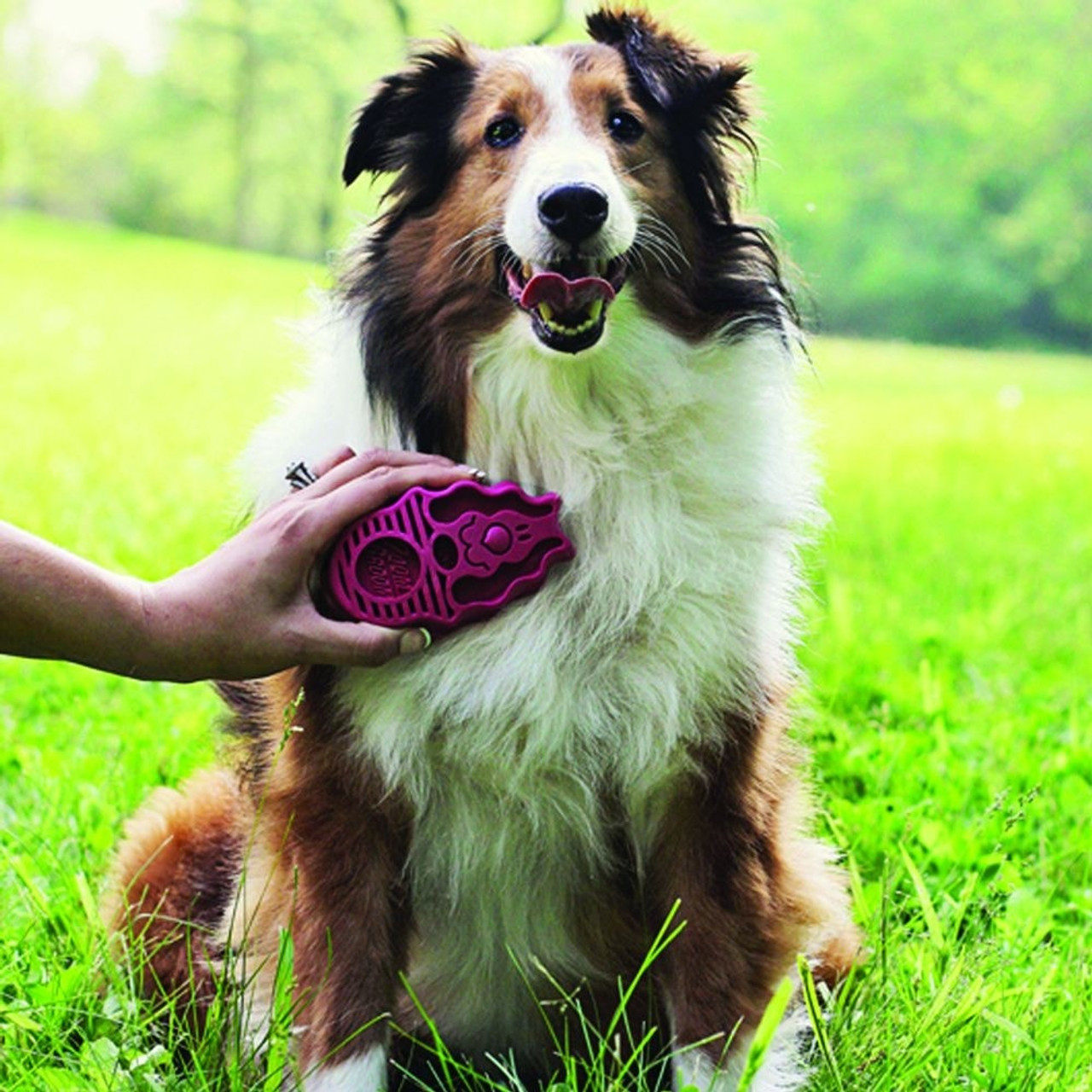 Best dog brush for clearance border collie