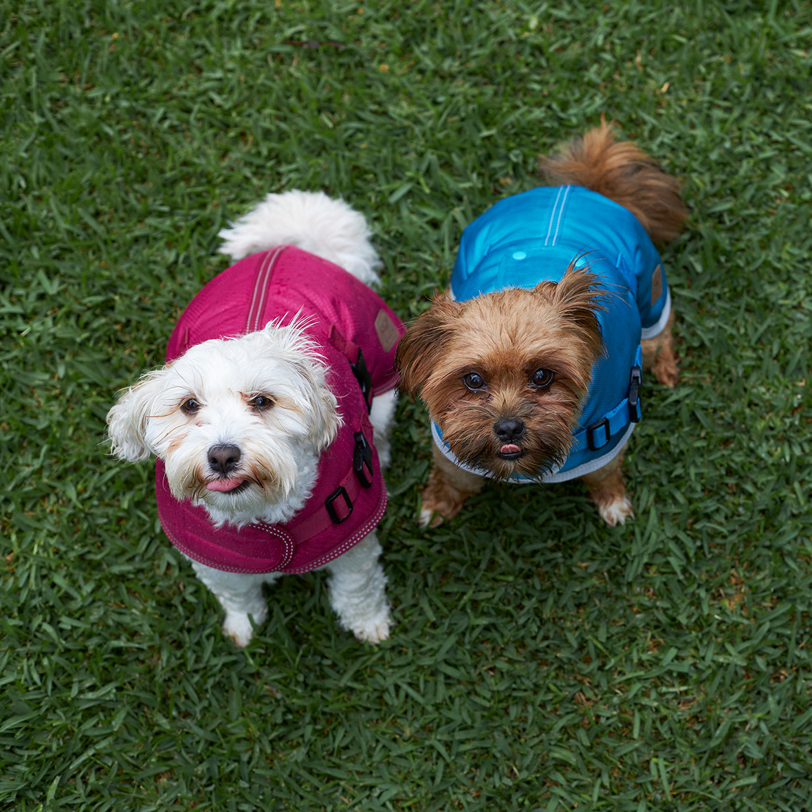 Kazoo Adventure Dog Coat Cherry